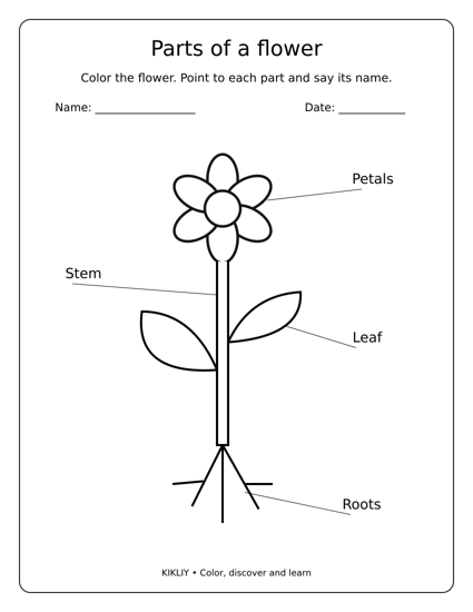 Parts of a flower printable coloring sheet