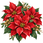 Red Poinsettia Flowers watercolor illustration on transparent background