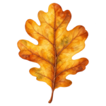 Golden Oak Leaf watercolor autumn clipart with transparent background