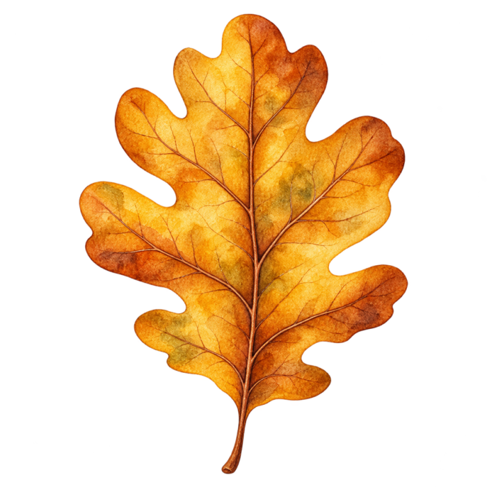 Golden Oak Leaf watercolor autumn clipart with transparent background