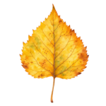 Amber Birch Leaf watercolor autumn clipart with transparent background