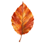 Copper Beech Leaf watercolor autumn clipart with transparent background
