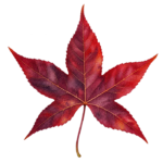 Burgundy Sweetgum Leaf watercolor autumn clipart with transparent background