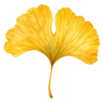 Golden Ginkgo Leaf watercolor autumn clipart with transparent background
