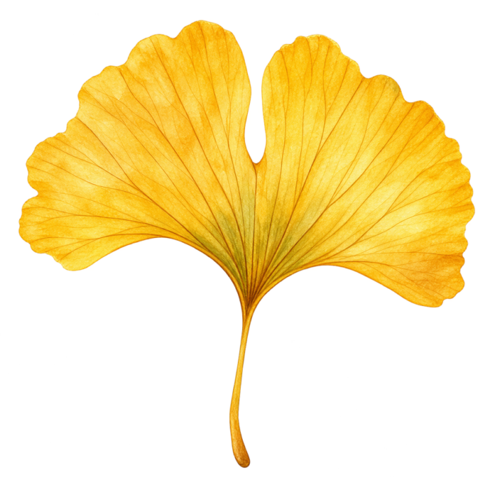 Golden Ginkgo Leaf watercolor autumn clipart with transparent background